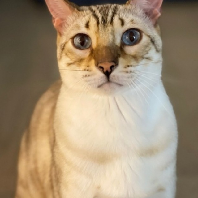 Meet Carter- Cast Iron's Pet of the Month!

“My name is Carter and I am 5 years old. My humans named me after their favorite artist Beyoncé Knowles-Carter. My hobbies include napping for the entire day, and enjoying tuna and chicken treats.”

#bozzutopets @bozzuto #castironlofts #ourpetsarecoolerthanyours